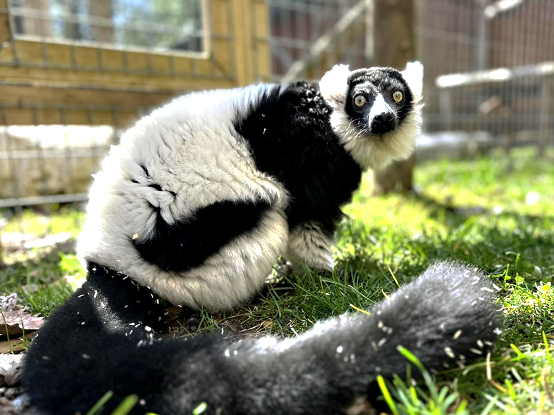 black and white lemur 2 at GarLyn Zoo